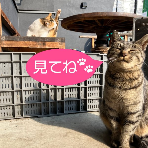 みてね